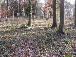 Baumbestattung ahrensfelde