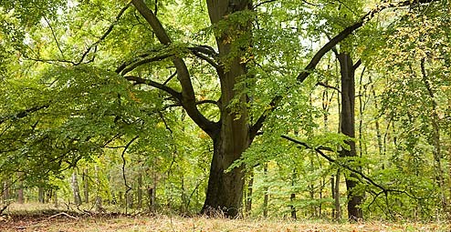 Waldfriedhof-Seelensdorf